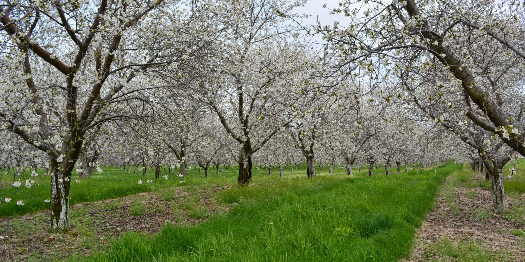 Rows of blossoming white-flowered trees in an orchard with green grass and a dirt path