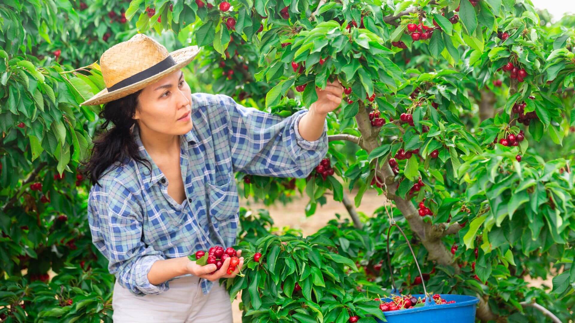 woman in sunhat picking cherries at cherry orchard