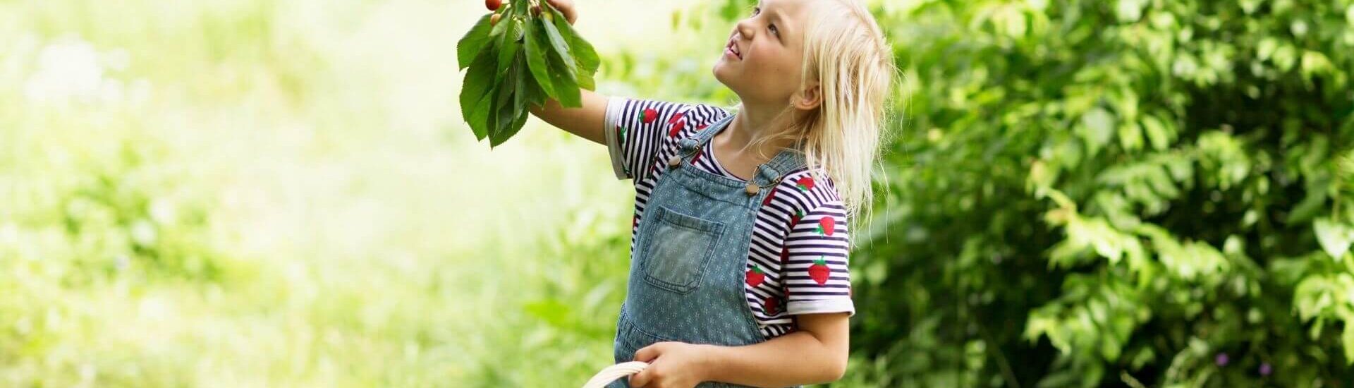little girl cherry picking with a basket full of red cherries looking up smiling as she picks from a cherry branch