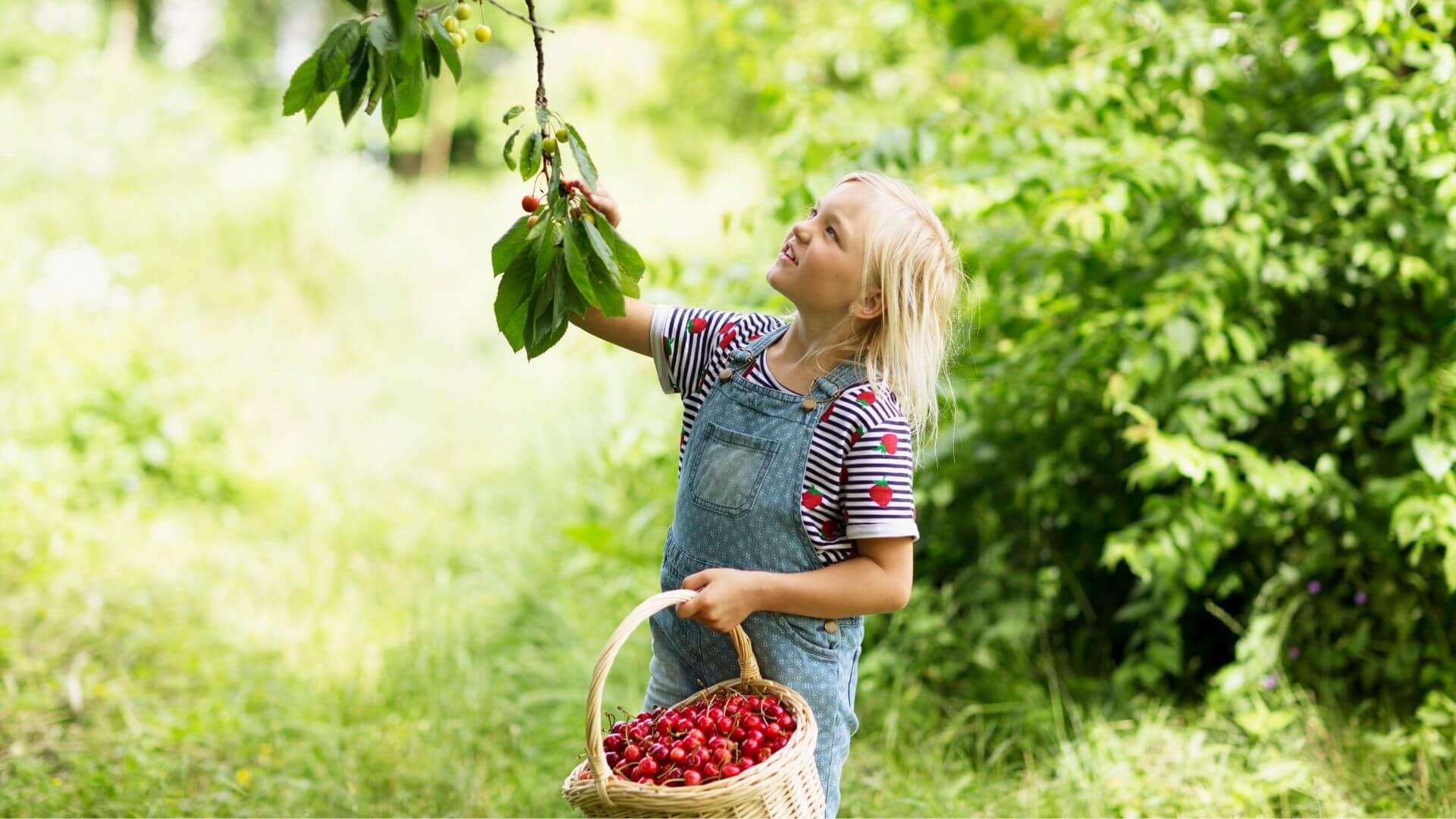 little girl cherry picking with a basket full of red cherries looking up smiling as she picks from a cherry branch