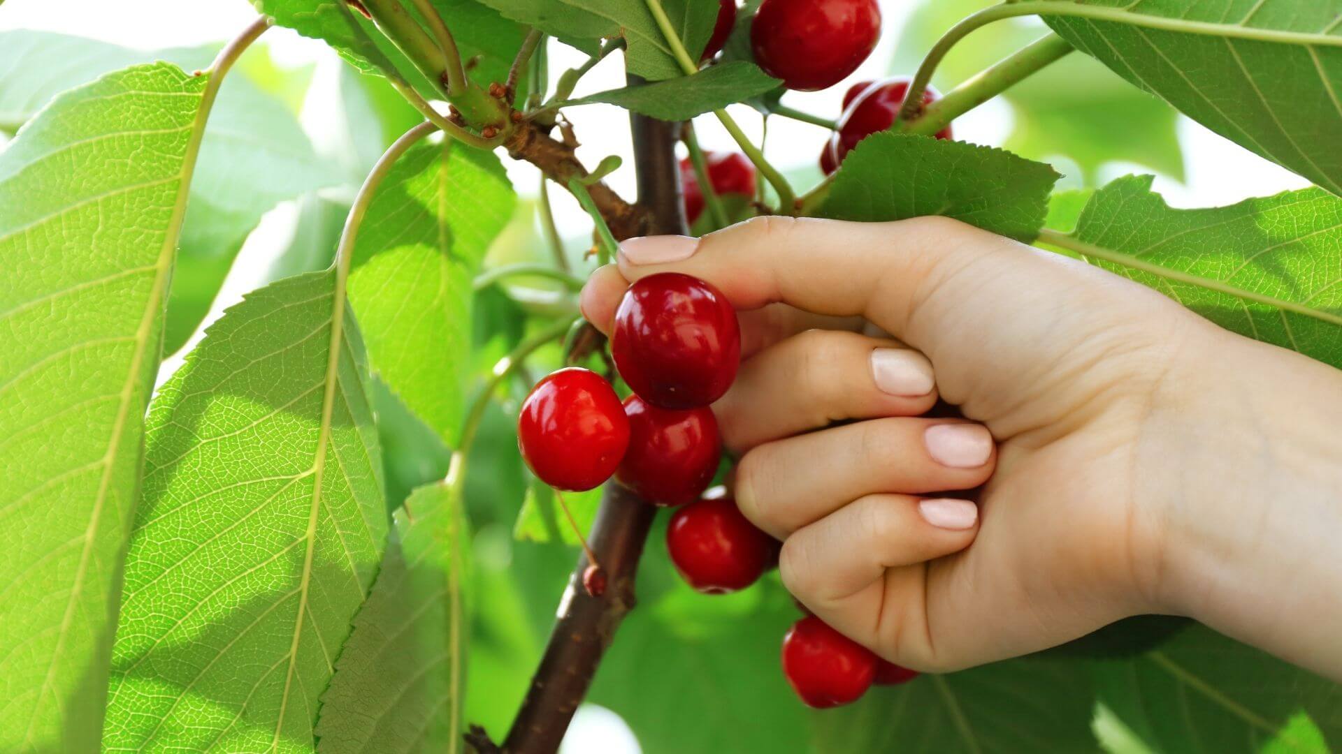 up close view of a female hand picking bright red cherries from a branch