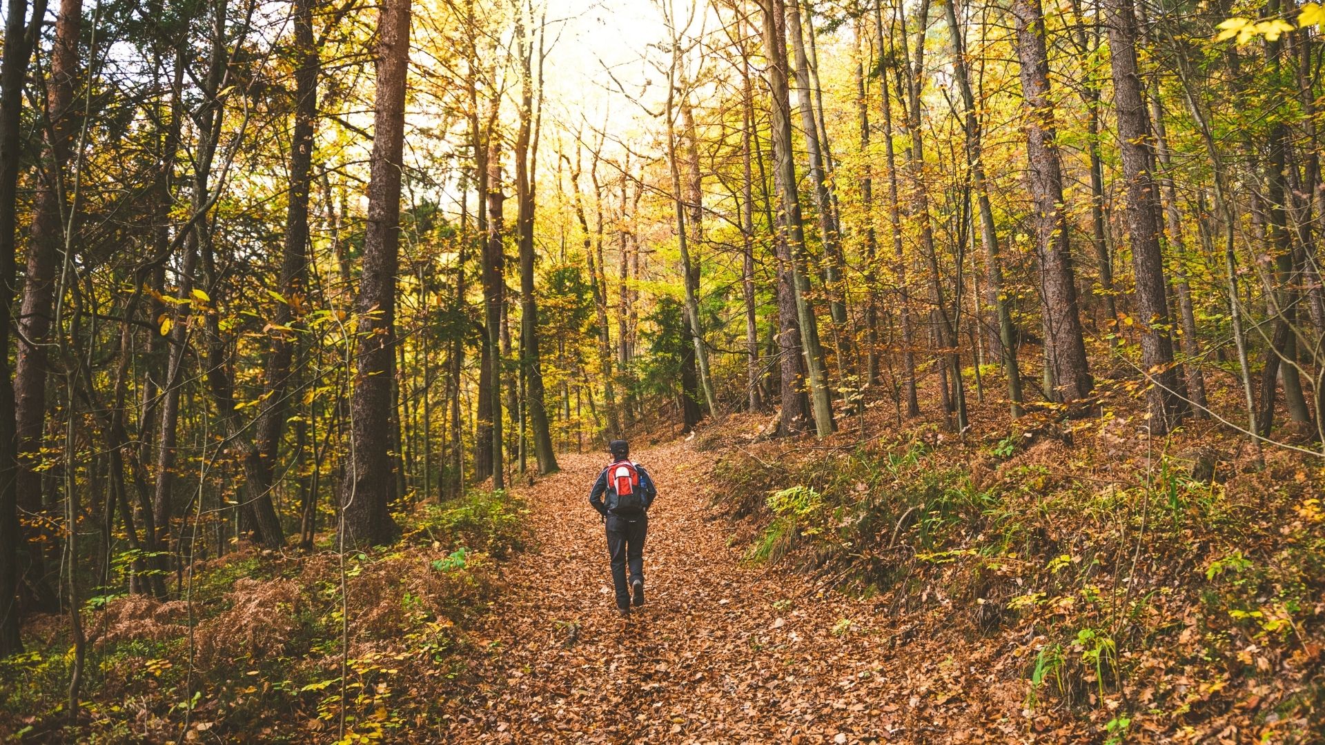 person with a red backpack walking through a forest trail covered in autumn leaves
