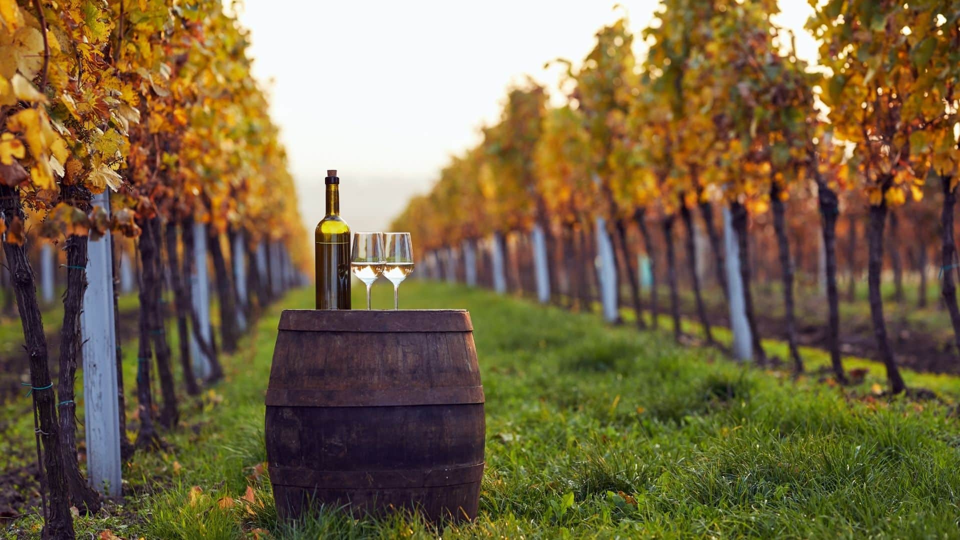 a wooden wine barrel with two glasses and a bottle set between rows of grapevines with golden fall leaves
