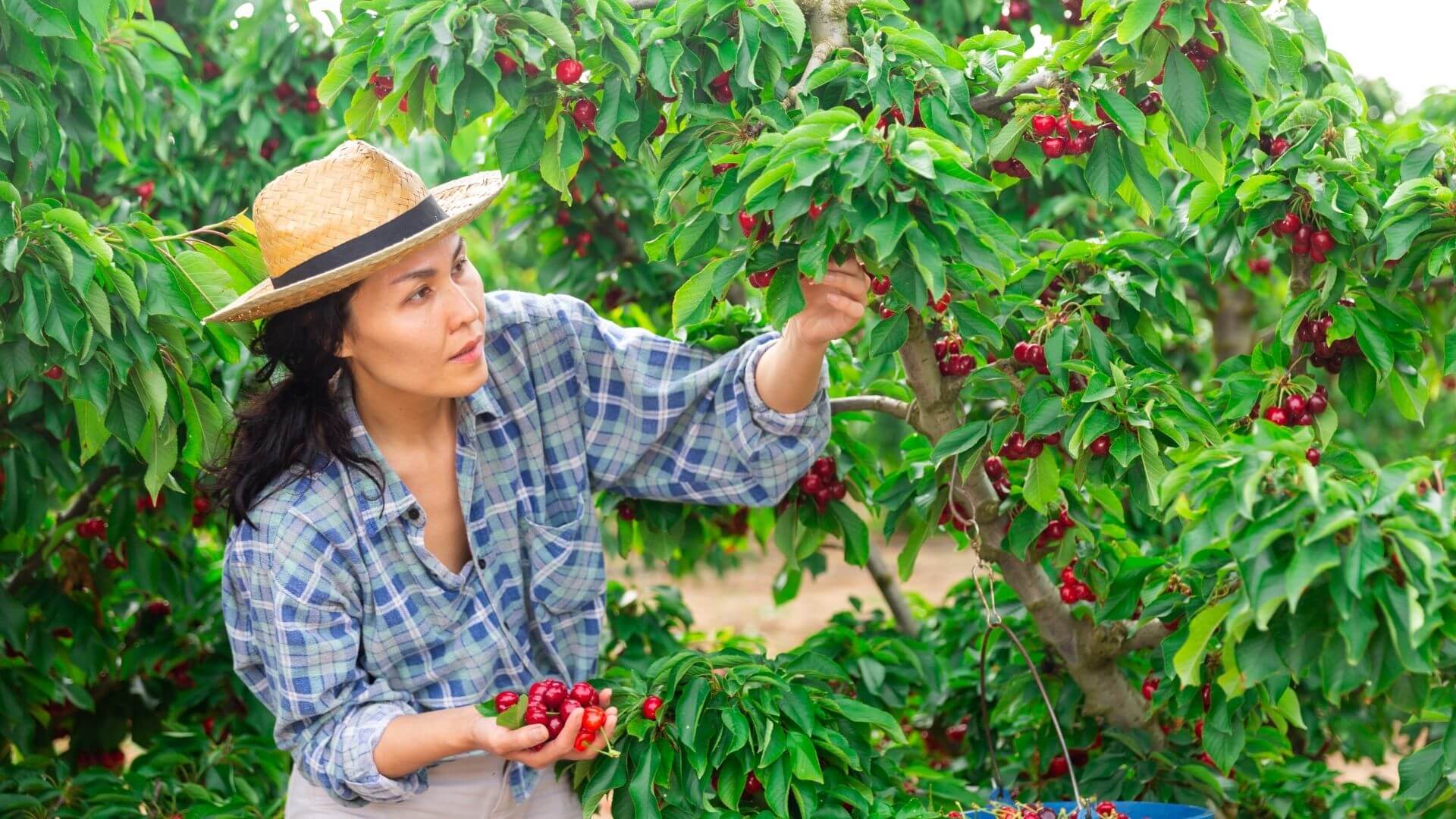 woman in straw hat and plaid top picking cherries from green cherry trees
