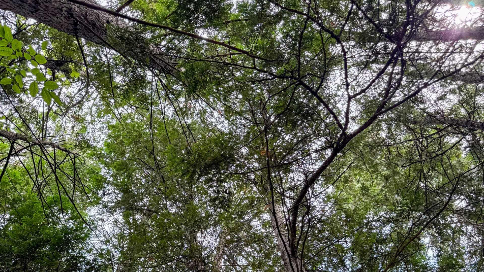 Looking up through a dense canopy of green leaves and tree branches against a bright sky the sun peeks through.