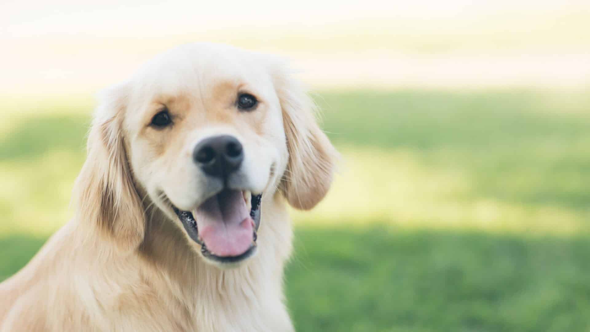 Light blonde golden retreiver dog outdoors in the grass
