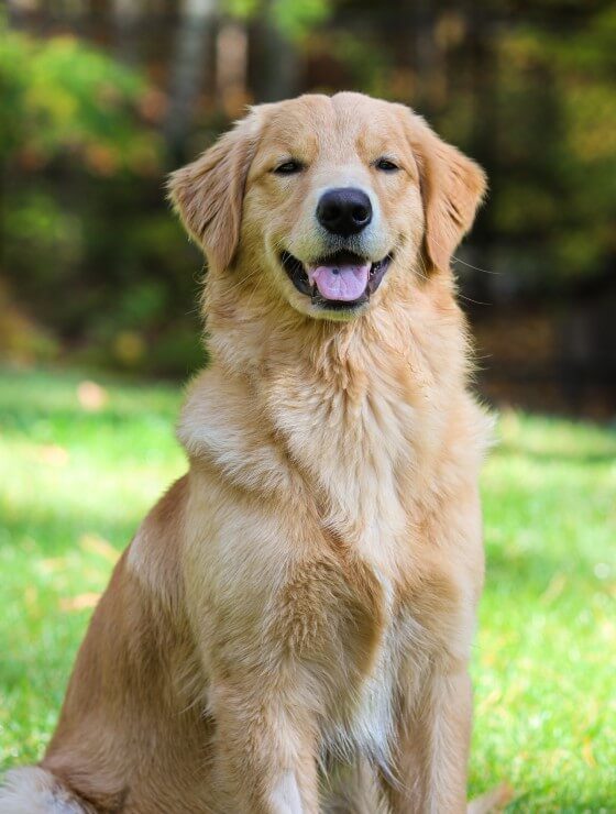 A Golden Retriever dog sitting on the grass