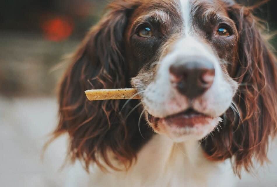 A brown and white dog with longer hair posing with a stick in its mouth