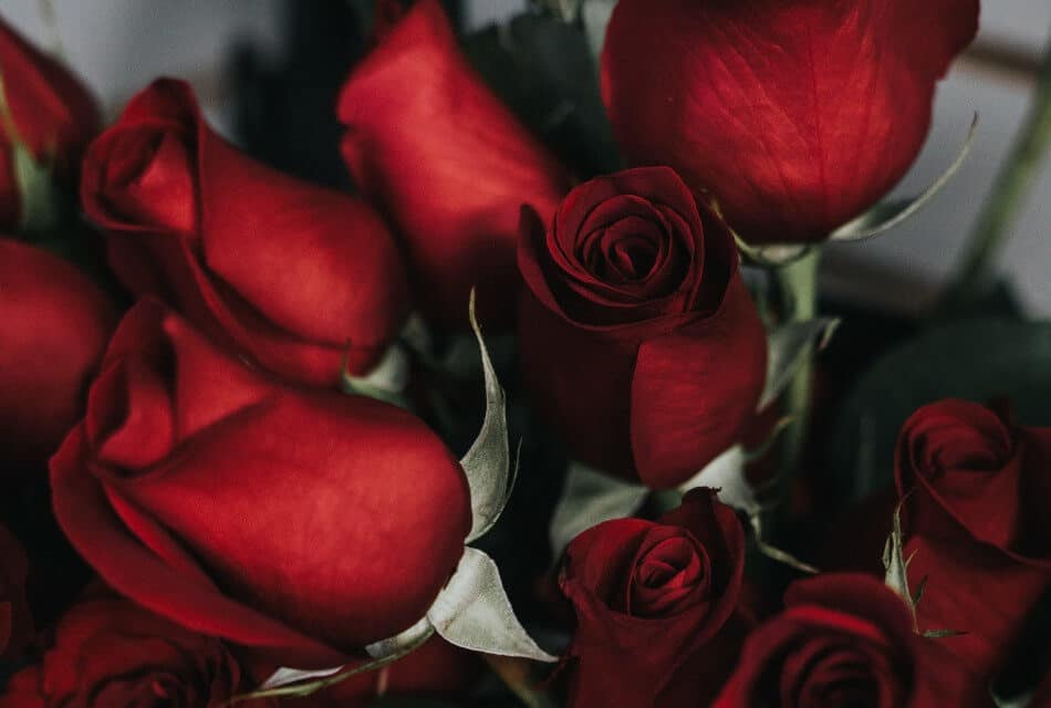 A bouquet of deep red roses