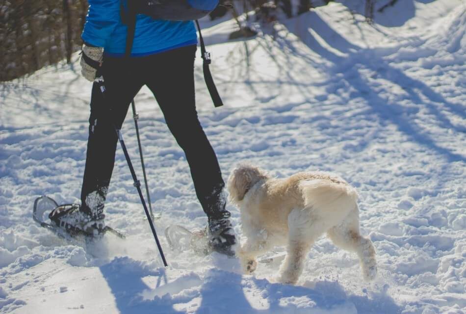 Person in snow shoes with poles taking a walk in the snow with a white dog