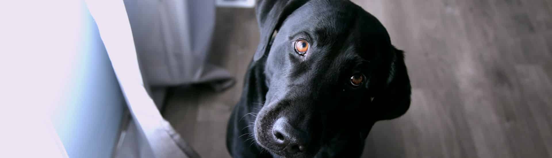 A black Labrador retriever looking intently into the camera